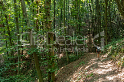 Beech Forest in spring