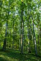Beech Forest in spring