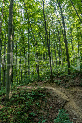 Beech Forest in spring