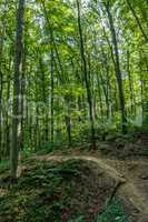 Beech Forest in spring