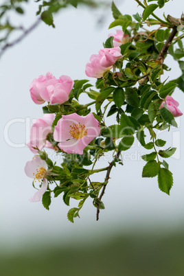 Beautiful blooming wild rose bush