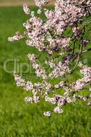Beautiful almond flowers in spring