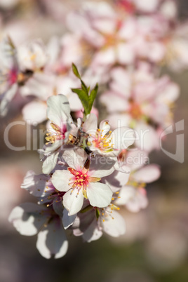 Beautiful almond flowers in spring