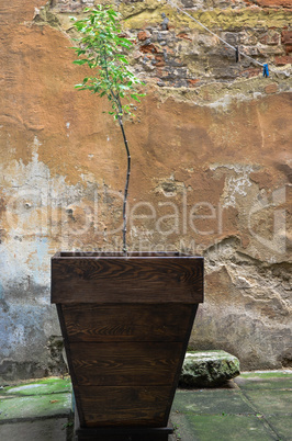 Large pot with a green plant
