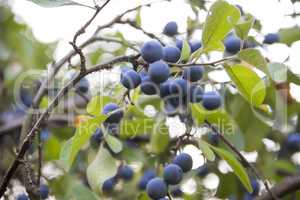 blackthorn (prunus spinosa)
