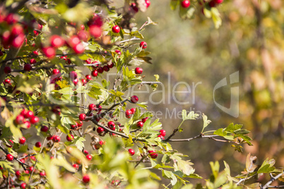 hawthorn (crataegus monogyna)