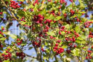 hawthorn (Crataegus monogyna)