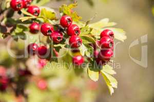 hawthorn (crataegus monogyna)