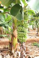 Bananenplantage auf Kreta