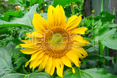 sunflowers on garden flower bed