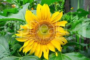 sunflowers on garden flower bed