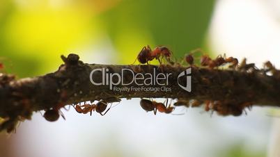 Ants on a Tree