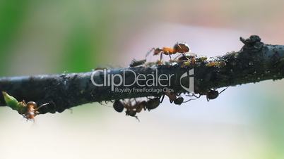 Ants on a Tree