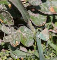 Coastal Green Hairstreak, Callophrys dumetorum, camouflages on a green plant