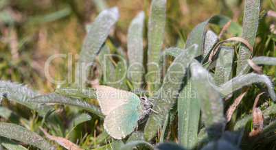 Coastal Green Hairstreak, Callophrys dumetorum, camouflages on a green plant