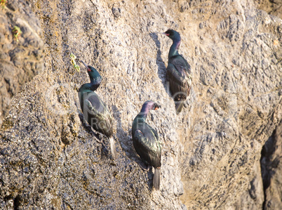Pelagic Cormorants (Phalacrocorax pelagicus) hanging onto a cliff