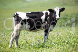 Black-and-white dairy cow (Holstein-Friesian) in the meadows of Northern California