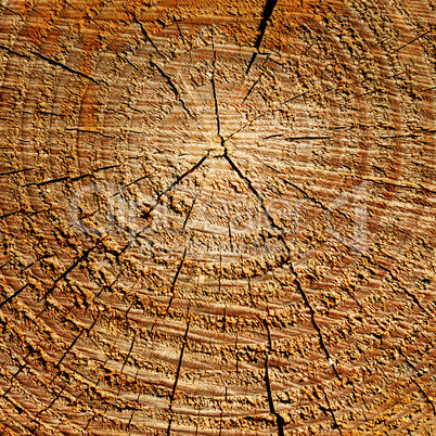 wood texture with growth rings