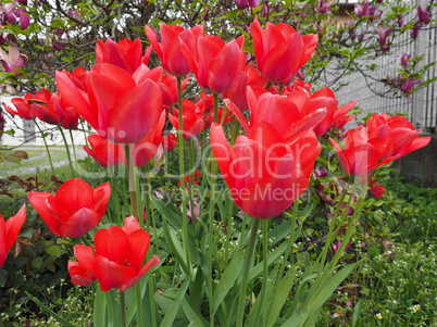 Red Tulips flower