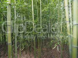 Bamboo tree perspective