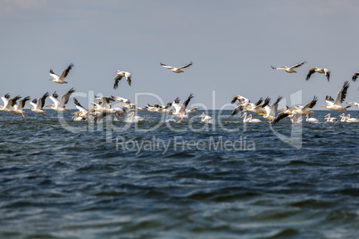 soaring flock of pink pelicans