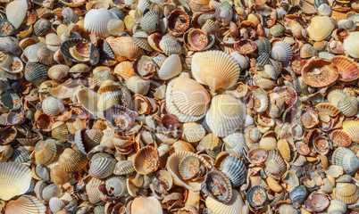 Many sea shells on a beach summer background.