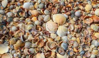 Many sea shells on a beach summer background.