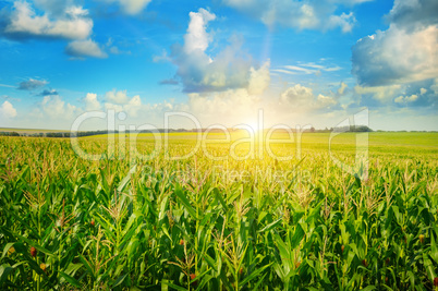 sunrise over the corn field