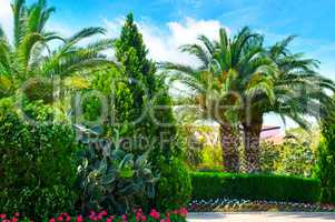 beautiful park with palm trees and evergreen plants