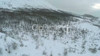 Aerial shot of a hillside with bare trees in winter