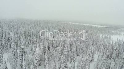 Winter Forest With Frosty Trees From Air