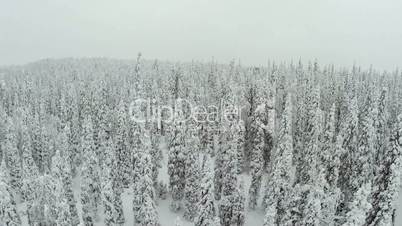Winter landscape with snow covered pine trees