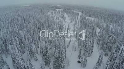Endless expanse of winter pinery, aerial view