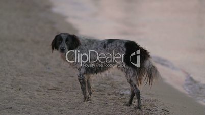 Stray dog wandering at the seaside