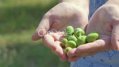 Female hands with green olives