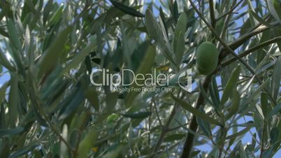 Green Olives Growing on the Tree