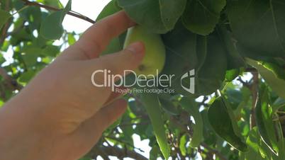 Hand Picking Pear from the Tree
