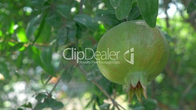 One Green Maturing Pomegranate