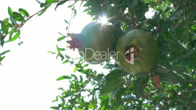 Two Green Pomegranates Closeup