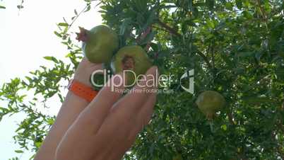 Hand Touching Green Pomegranates on the Tree