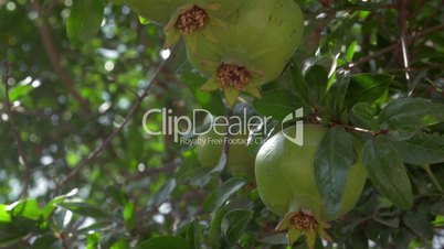 Green fruit of pomegranate tree in sunlight