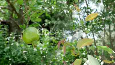 Green Pomegranate on the Branch