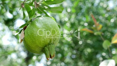 Close-up of unripe pomegranate hanging on branch
