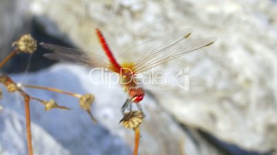 Red Dragonfly on the Dry Plant