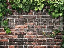 climbing plant on the old brick wall