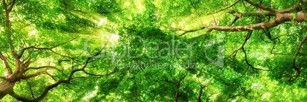 Sonnenstrahlen leuchten durch Blätterdach hoher Bäume