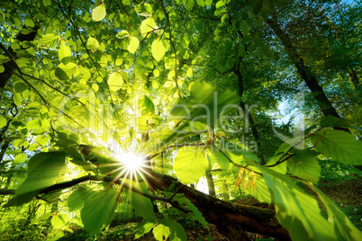 Sonnenstrahlen leuchten effektvoll durch Blätter
