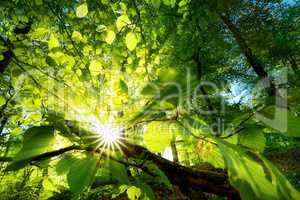 Sonnenstrahlen leuchten effektvoll durch Blätter