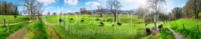 Panorama mit ländlicher Idylle, Kühe weiden in schöner Landsc