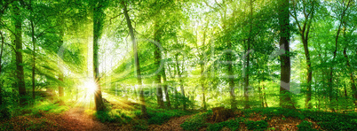 Wald Panorama mit durch Blätter leuchtenden Sonnenstrahlen